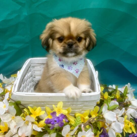 Pekingese DOG Male Fawn 7307 Petland Pensacola, Florida