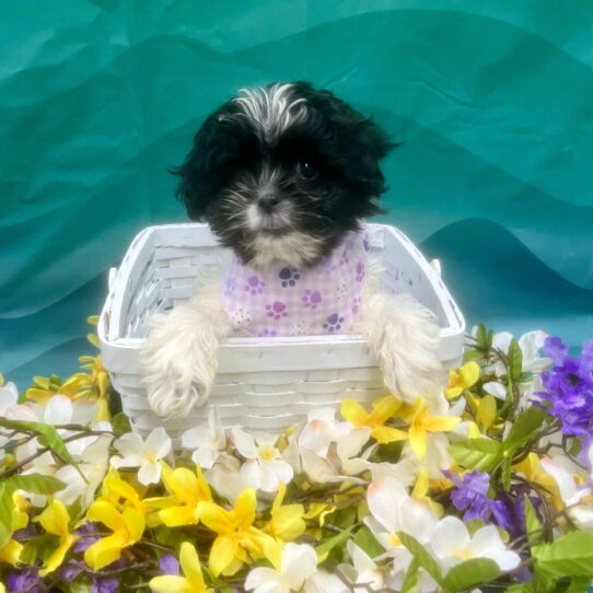 Havanese DOG Male Black / White 7310 Petland Pensacola, Florida