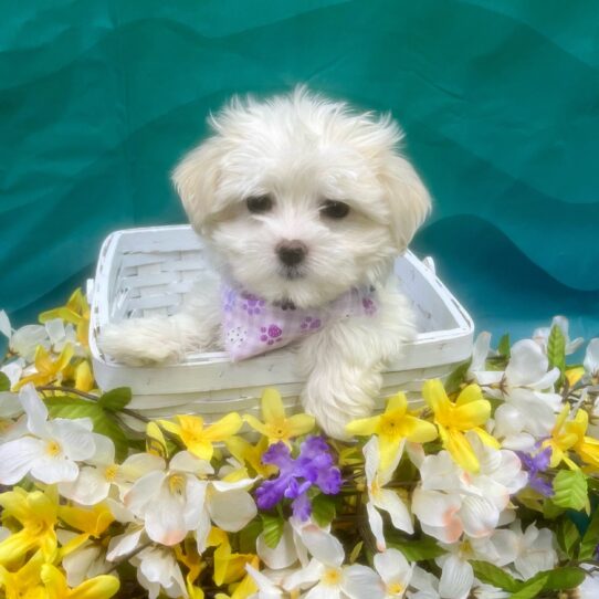 Maltese DOG Female White / Cream 7312 Petland Pensacola, Florida