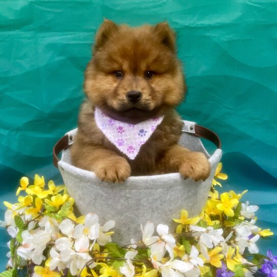 Chow Chow-DOG-Female-Cinnamon-7313-Petland Pensacola, Florida