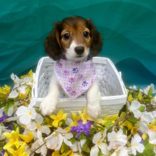 Dachshund DOG Female Red Sable 7315 Petland Pensacola, Florida