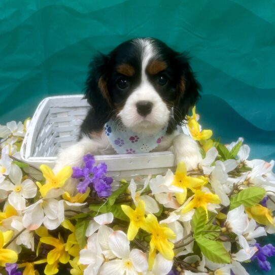 Cavalier King Charles Spaniel-DOG-Male-Black White / Tan-7316-Petland Pensacola, Florida