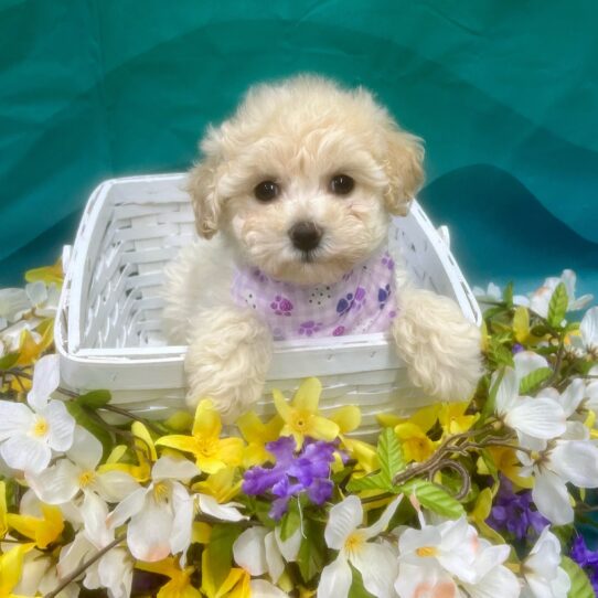 Bichon-Poodle-DOG-Female-Cream-7318-Petland Pensacola, Florida