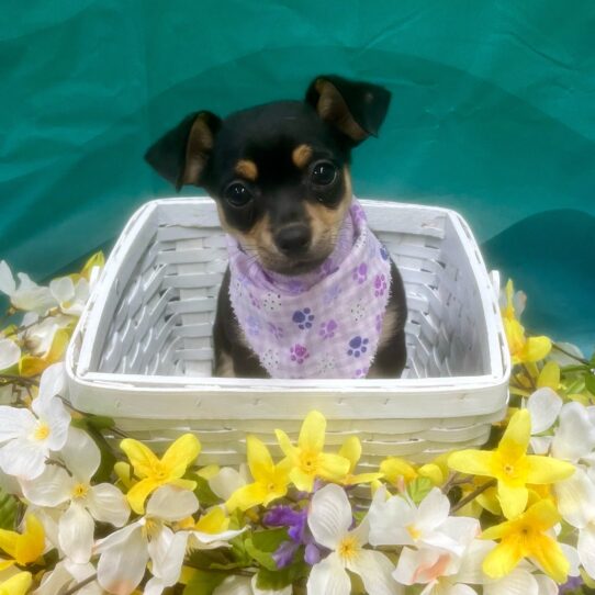 Chihuahua-DOG-Female-Black / Tan-7320-Petland Pensacola, Florida