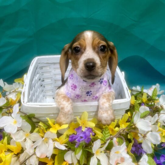 Beagle DOG Female Black / Tan 7321 Petland Pensacola, Florida