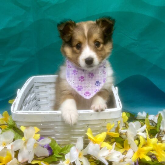 Shetland Sheepdog DOG Female Sable 7322 Petland Pensacola, Florida