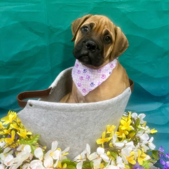 Bullmastiff-DOG-Female-Red Fawn-7323-Petland Pensacola, Florida