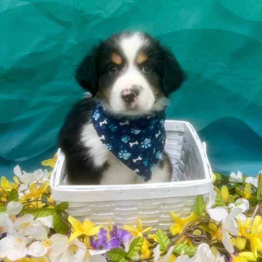 Miniature American Shepherd DOG Male Black White / Tan 7326 Petland Pensacola, Florida