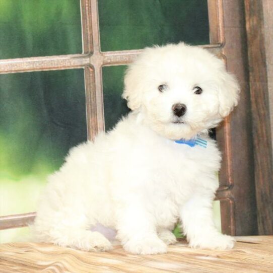 Bichon Frise-DOG-Female-White-7340-Petland Pensacola, Florida