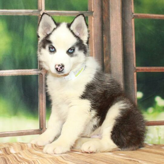 Siberian Husky-DOG-Male-Black / White-7341-Petland Pensacola, Florida