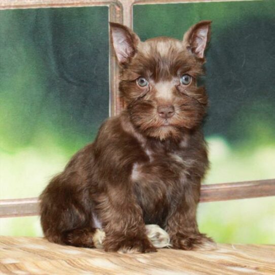 Mini Schnauzer-DOG-Male-Chocolate-7342-Petland Pensacola, Florida