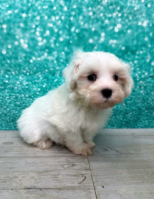 Maltipoo DOG Male White 7345 Petland Pensacola, Florida