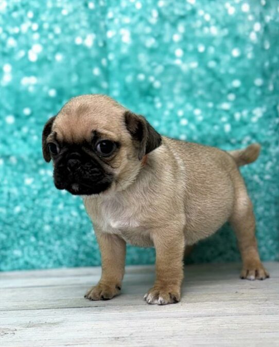 Pug-DOG-Male-Fawn-7348-Petland Pensacola, Florida