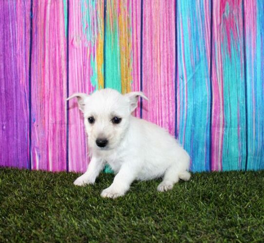 West Highland White Terrier-DOG-Female-White-7349-Petland Pensacola, Florida