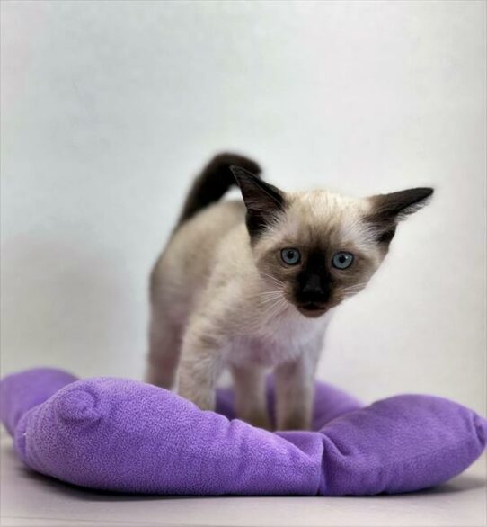 Siamese KITTEN Female Chocolate Point 7351 Petland Pensacola, Florida