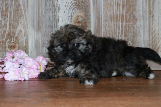 Havanese DOG Female Black 7365 Petland Pensacola, Florida