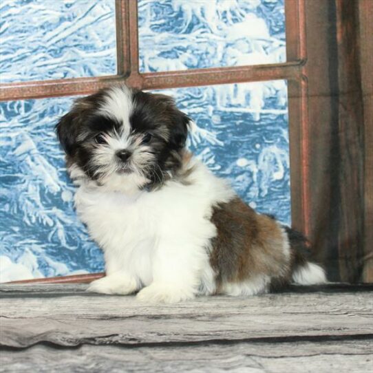 Shih Tzu-DOG-Female-White / Gold-7200-Petland Pensacola, Florida