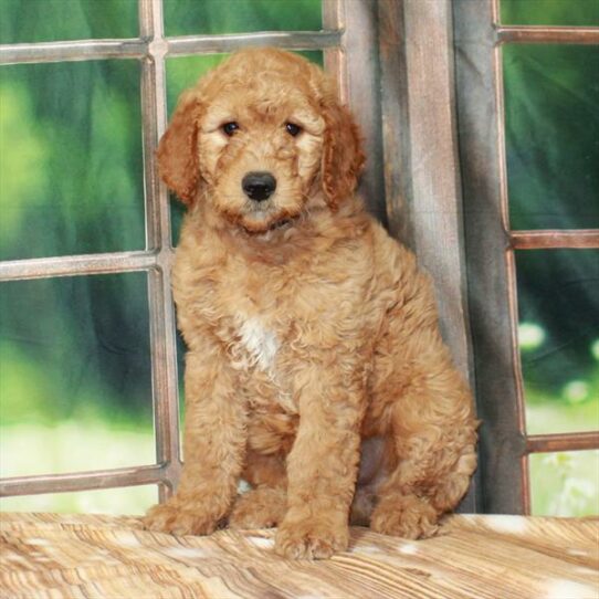 Goldendoodle 2nd  Gen-DOG-Male-Dark Golden-7271-Petland Pensacola, Florida