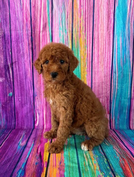 Poodle Standard-DOG-Female-Red-7279-Petland Pensacola, Florida