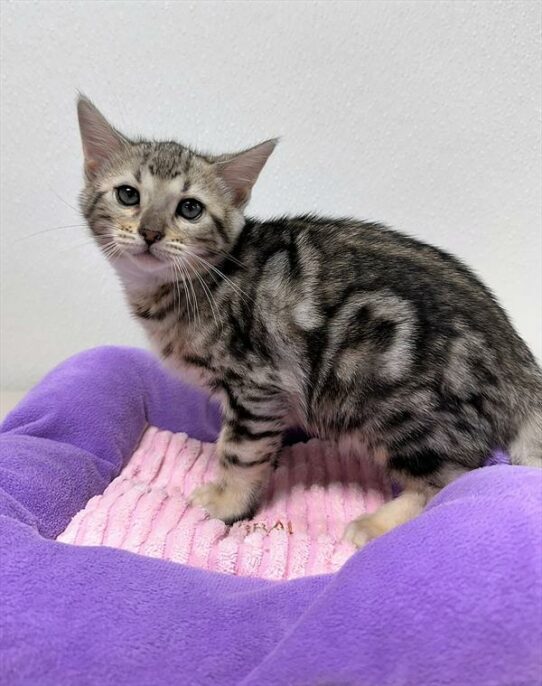 Bengal-KITTEN-Male-Black Silver-7282-Petland Pensacola, Florida