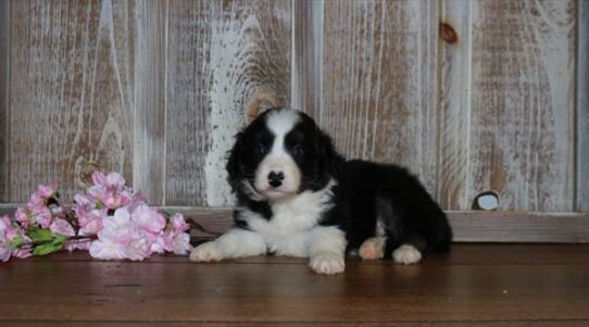 Miniature Australian Shepherd-DOG-Male-Black-7297-Petland Pensacola, Florida