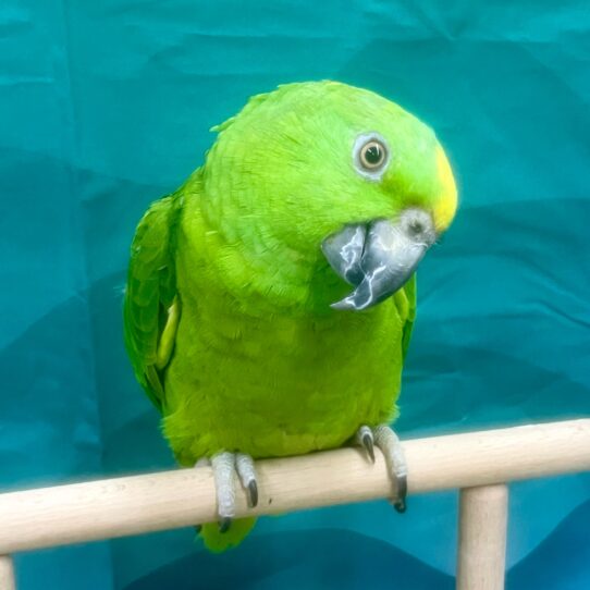 Yellow Naped Amazon-BIRD-Female--5756-Petland Pensacola, Florida