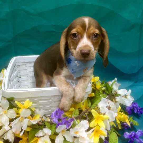 Beagle-DOG-Male-Chocolate / Tan-7308-Petland Pensacola, Florida