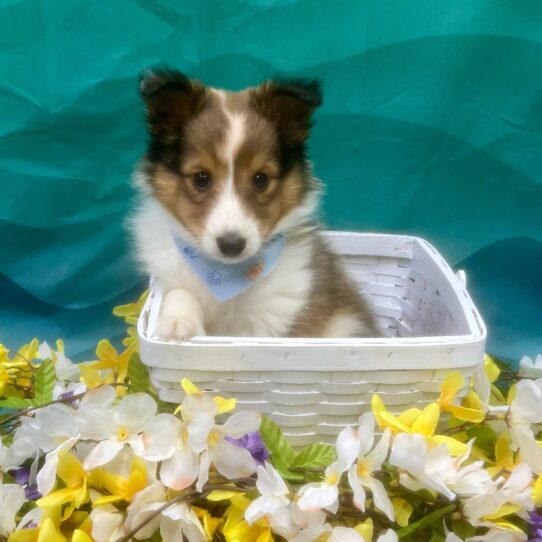 Shetland Sheepdog-DOG-Male-Sable-7309-Petland Pensacola, Florida