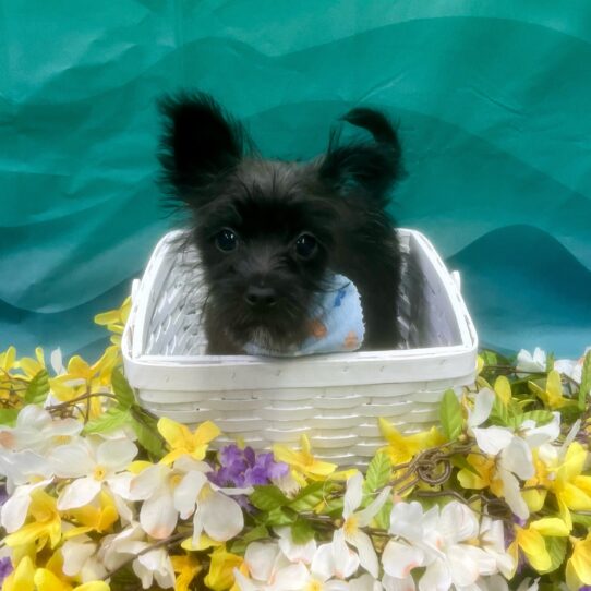 Morkie-DOG-Male-Black-7311-Petland Pensacola, Florida