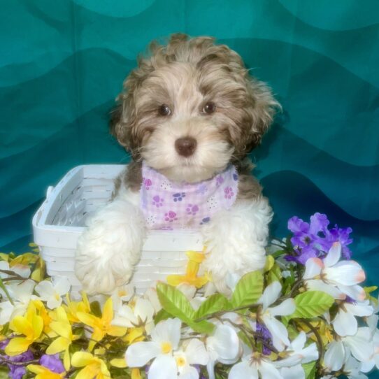 Cockapoo-DOG-Female-White / Chocolate Merle-7314-Petland Pensacola, Florida