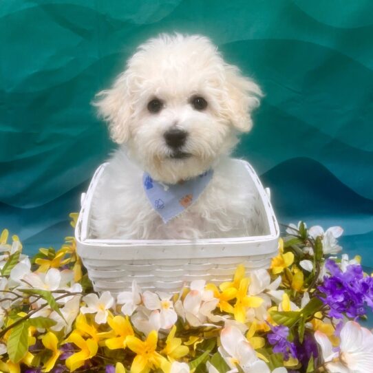 Bichon Frise-DOG-Male-White-7319-Petland Pensacola, Florida