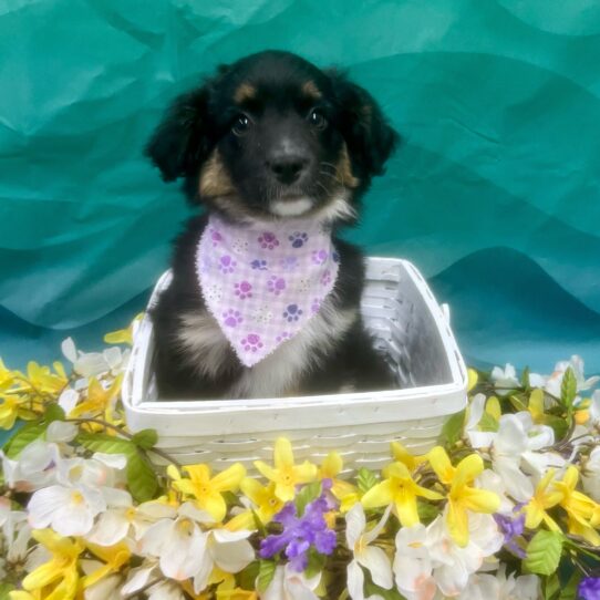 Miniature Australian Shepherd-DOG-Female-Black-7325-Petland Pensacola, Florida