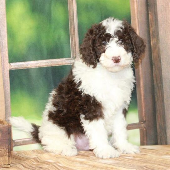 Miniature Bernedoodle 2nd Gen-DOG-Male-Chocolate-7339-Petland Pensacola, Florida