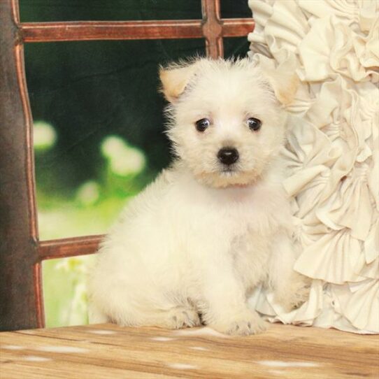 Cairn Terrier-DOG-Male-Cream-7343-Petland Pensacola, Florida