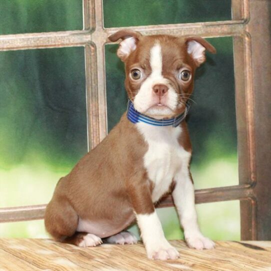 Boston Terrier-DOG-Female-Red / White-7344-Petland Pensacola, Florida