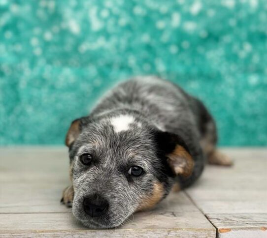 Heeler-DOG-Female-Blue-7346-Petland Pensacola, Florida