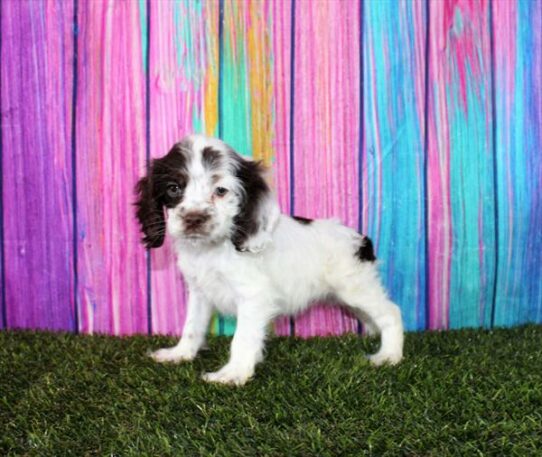 Cocker Spaniel-DOG-Female-Chocolate-7350-Petland Pensacola, Florida