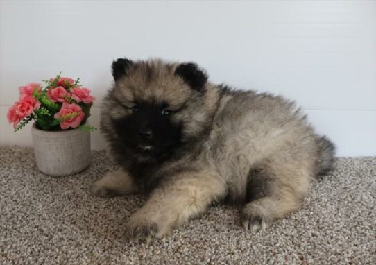 Keeshond-DOG-Male-Black / Silver-7369-Petland Pensacola, Florida