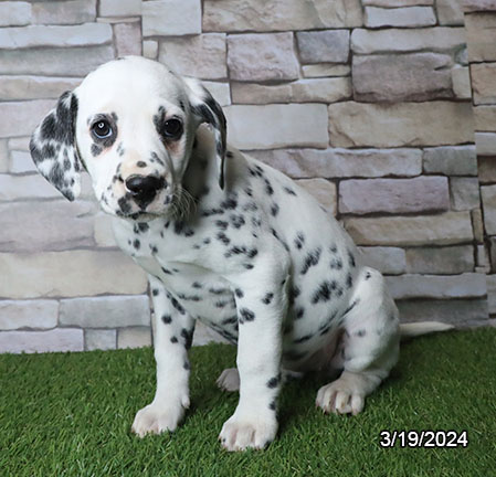 Dalmatian-DOG-Female-White / Black-7383-Petland Pensacola, Florida