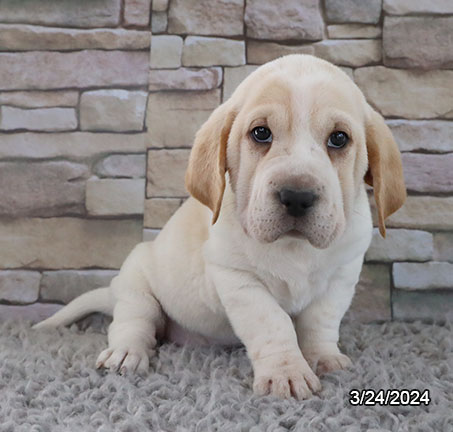 Walrus-DOG-Female-Tan / White-7386-Petland Pensacola, Florida