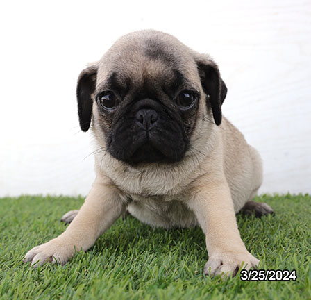 Pug-DOG-Female-Fawn-7387-Petland Pensacola, Florida