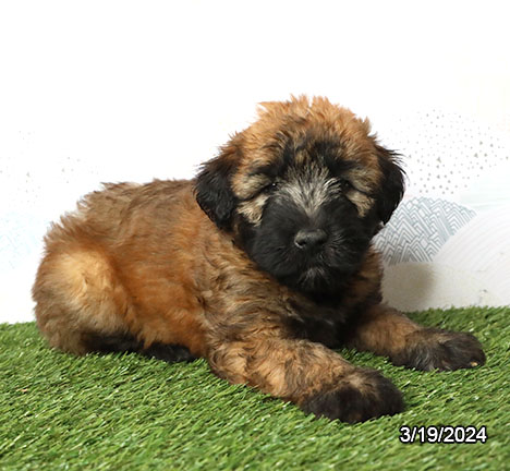 Soft Coated Wheaten Terrier-DOG-Female-Wheaten-7389-Petland Pensacola, Florida