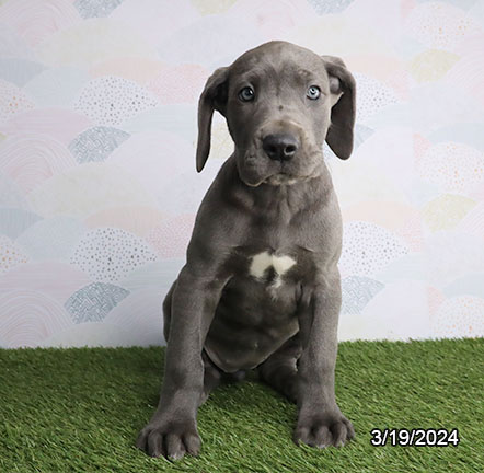 Great Dane-DOG-Female-Blue-7391-Petland Pensacola, Florida