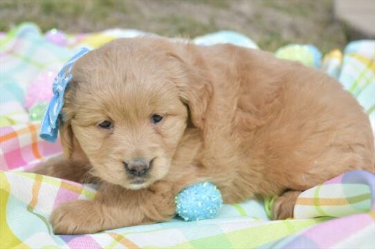 Mini Goldendoodle-DOG-Female-Apricot-7400-Petland Pensacola, Florida