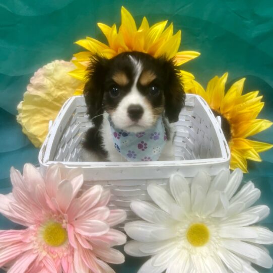 Cavalier King Charles Spaniel-DOG-Male-Tri-Colored-7377-Petland Pensacola, Florida