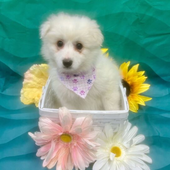 American Eskimo Dog-DOG-Female-White-7388-Petland Pensacola, Florida