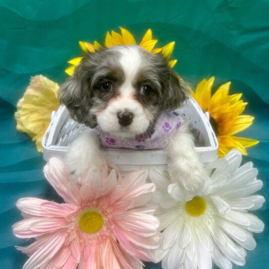 Cavapoo-DOG-Female-Blue Merle White / Tan-7393-Petland Pensacola, Florida