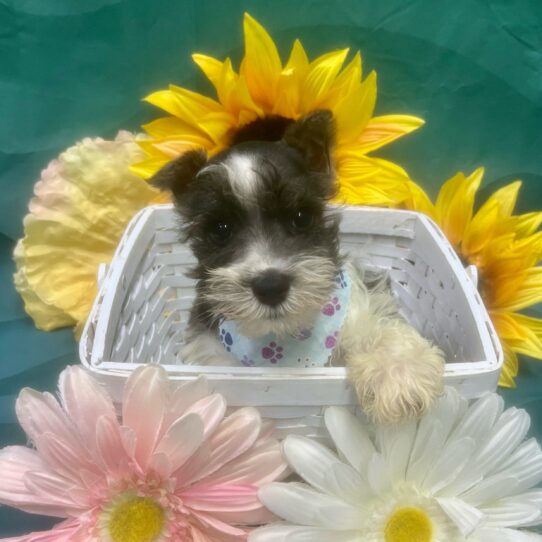 Mini Schnauzer-DOG-Male-Salt / Pepper-7395-Petland Pensacola, Florida