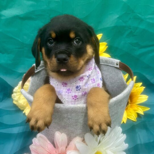 Rottweiler-DOG-Female-Black / Tan-7396-Petland Pensacola, Florida