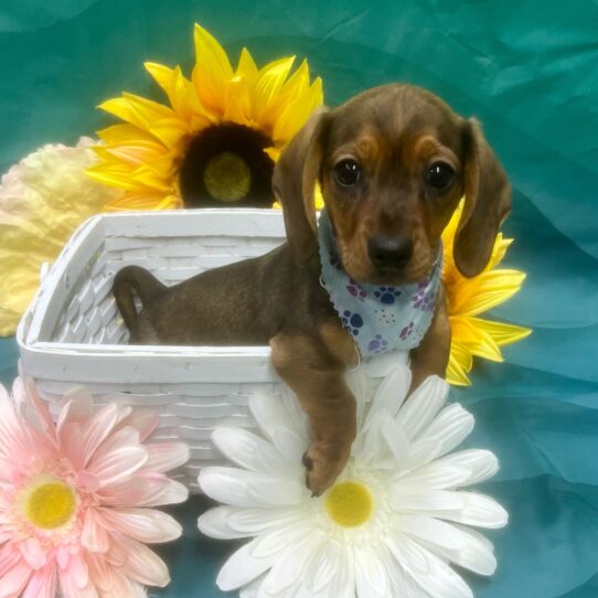 Dachshund-DOG-Male-Red Sable-7397-Petland Pensacola, Florida